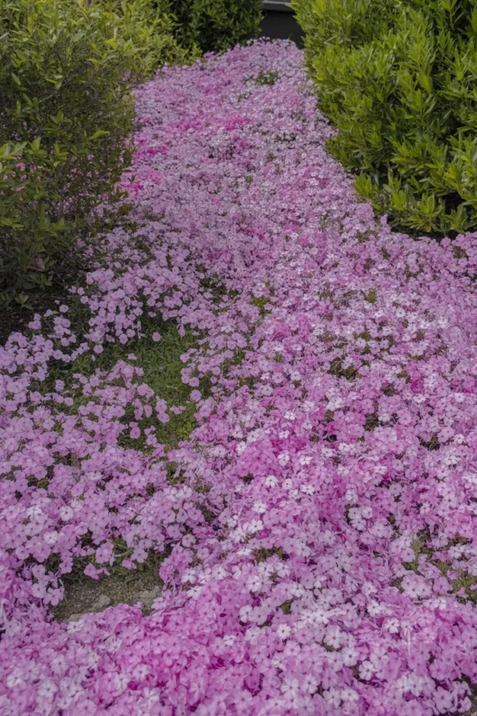Low-Growing Groundcover Garden That Eliminates Bare Soil Permanently